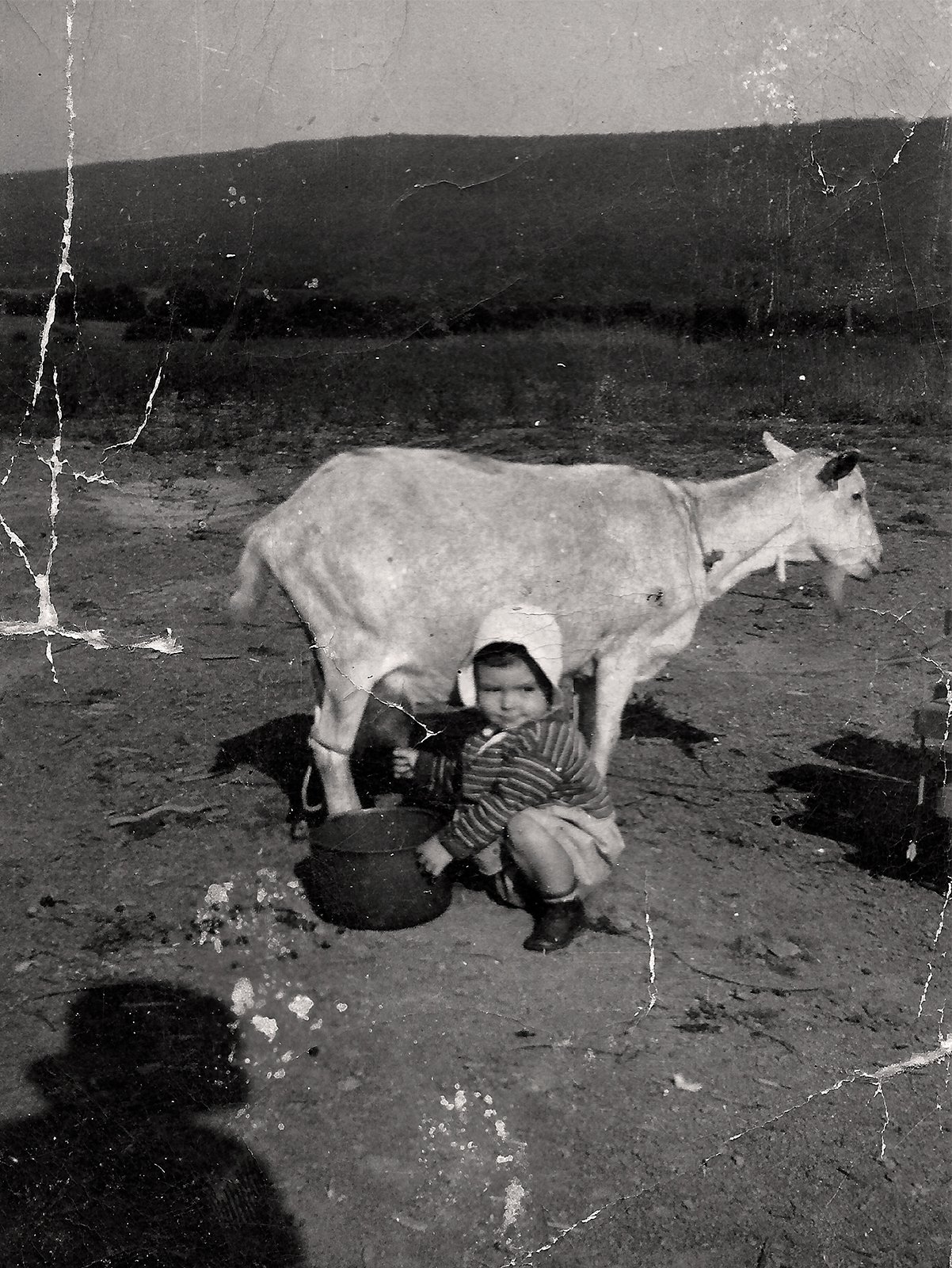 Gretchen as a young child, learning to milk a goat. Cumberland Valley, Pennsylvania, c. 1940s.